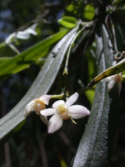 Thrixspermum saruwatarii