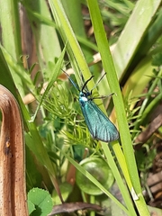 Procridini