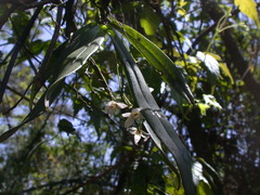 Thrixspermum saruwatarii