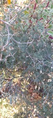 Asparagus retrofractus