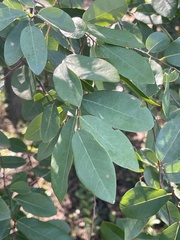Xylopia longipetala