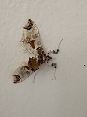 Neoleucinodes