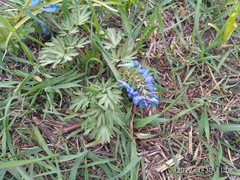 Corydalis turtschaninovii