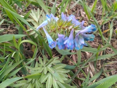 Corydalis turtschaninovii