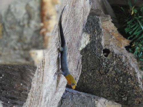 Yellow-headed Gecko, Finca la Gracia, photo 2 of 10