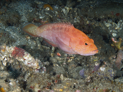 Cephalopholis spiloparaea