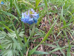 Corydalis turtschaninovii
