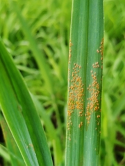 Puccinia allii