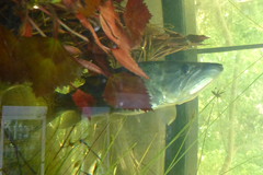 African Pike photo 2