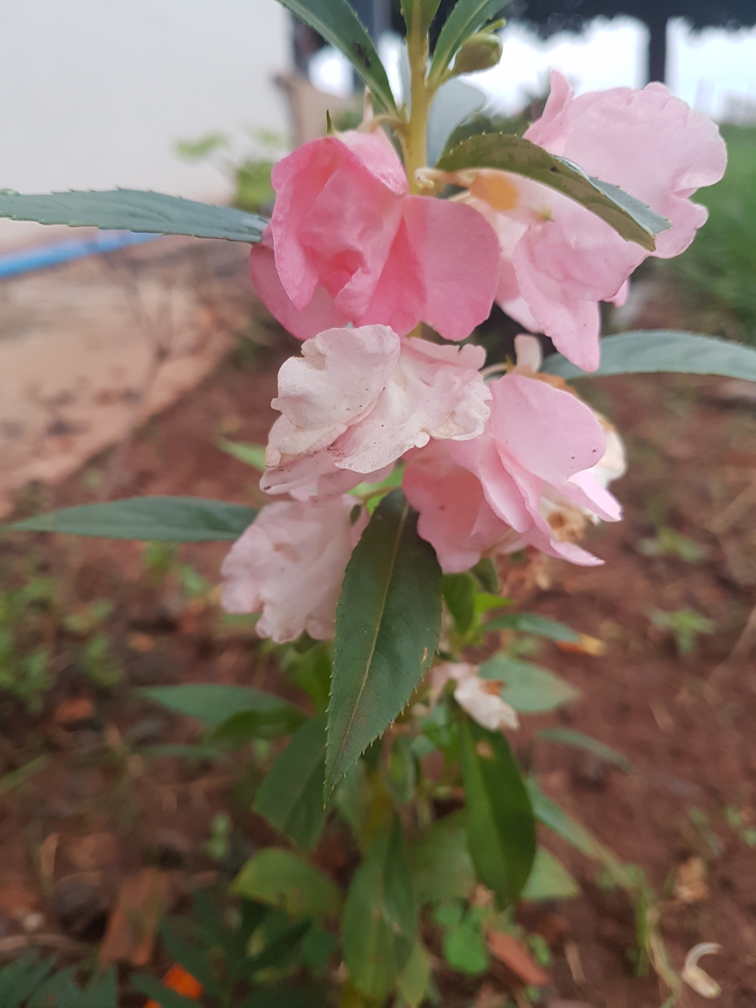 Impatiens balsamina