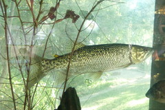 African Pike photo 3