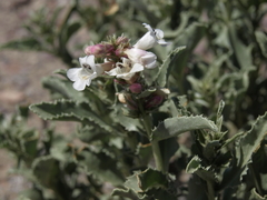 Penstemon arenarius