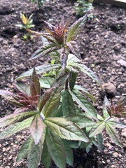 Eupatorium cannabinum