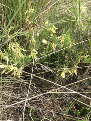 Astragalus pectinatus