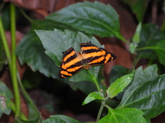 Symbrenthia lilaea