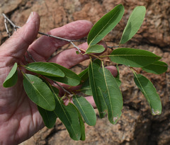 Homalium brachybotrys