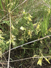 Astragalus pectinatus