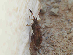 Strobilotoma typhaecornis