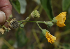 Abutilon auritum