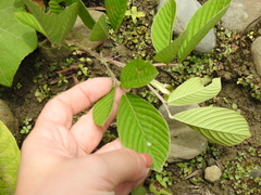 Dendrolobium triangulare