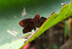 Miltomiges cinnamomea