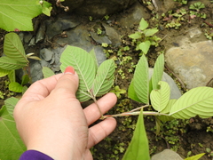 Dendrolobium triangulare