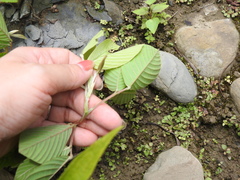 Dendrolobium triangulare