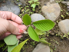 Dendrolobium triangulare