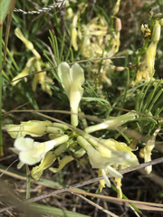 Astragalus pectinatus