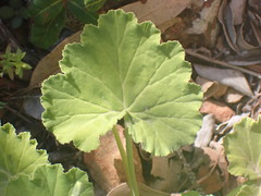 Pelargonium odoratissimum