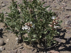 Penstemon arenarius