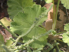 Pelargonium odoratissimum