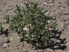 Penstemon arenarius