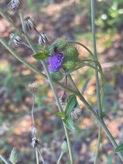 Vernoniastrum acuminatissimum