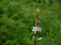Chlorophytum glaucum