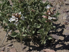 Penstemon arenarius