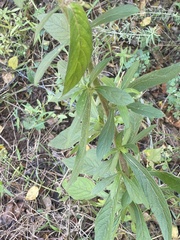 Vernoniastrum acuminatissimum
