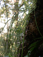 Lepisorus miyoshianus