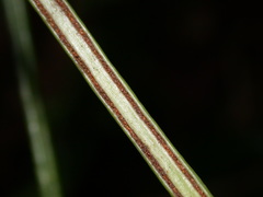 Lepisorus miyoshianus