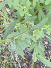 Vernoniastrum acuminatissimum