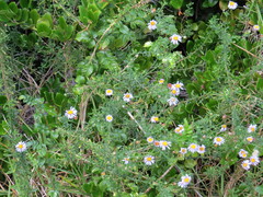 Felicia erigeroides