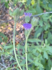 Vernoniastrum acuminatissimum