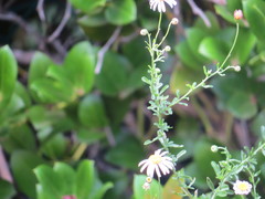 Felicia erigeroides