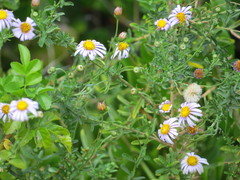 Felicia erigeroides