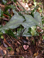 Asarum albomaculatum