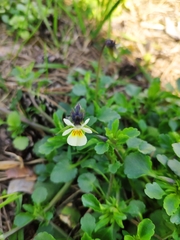 Viola arvensis