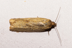 Clepsis leucaniana