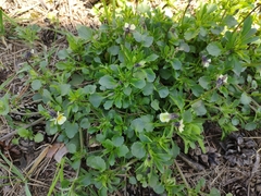 Viola arvensis