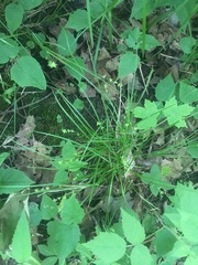 Carex rosea