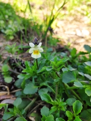 Viola arvensis
